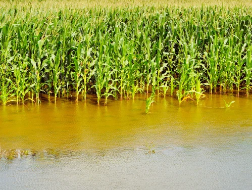 Flooded cornfield